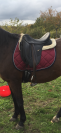 Selle wintec dressage isabelle Werth