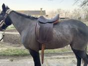 Sella da dressage  Je ne sais pas cela n’est pas écrit  17" - 2025