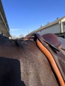 Sella da dressage  Je ne sais pas cela n’est pas écrit  17" - 2025