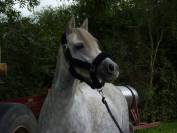 Licol poney/ cob