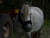 Licol poney/ cob