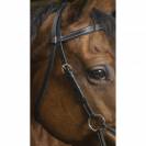 Bridon side pull Pro Confort - Norton