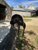 À vendre selle Amerigo Pinerolo