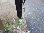 Sella portoghese   14.5" - 2010