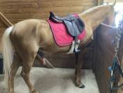 Sella mista Baude  17" - 2024