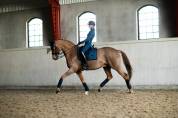 Tapis Glimmer Blue Meadow DRESSAGE - Equestrian Stockholm
