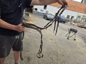 Collier de chasse Jumpin