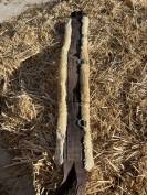 SANGLE KENTUCKY