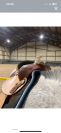 Sella western   17.5" - 2021