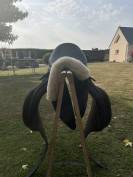 selle dressage belloir saumur 17 noire 