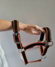 licole plus longe equitheme 