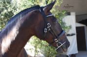 Cabezada Clásica de cuero Lazypony/Clincher bridle LP