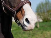 Protection solaire Natural'Sun - Natural'Innov - Lotion 250 ml