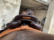 Selle GBS équipée 