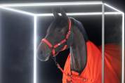 Licol Sparkle Doublepin Dynamic 25 A/W - Eskadron - Softshell brillant