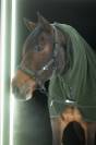 Licol Sparkle Doublepin Dynamic 25 A/W - Eskadron - Softshell brillant