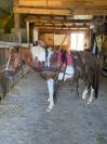 harnais attelage cuir petit  cheval