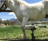 Trépied de maréchalerie « tout en un »