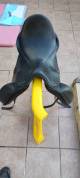 Selle PDS Carl Hester 