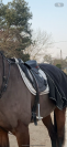 selle time rider 