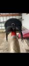 Selle de cheval 