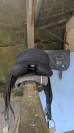 Selle de dressage Wintec Isabell Werth