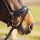 Rembourrage muserolle interchangeable Skye - QHP - Strass