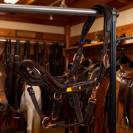 Licol en cuir avec boucles dorées - Equestro