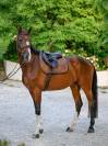 Tapis de selle Cappuccino Mixte Marron - Boss Equestrian - Matelassage épais