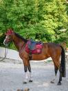 Tapis de selle Velours Carbernet Dressage Bordeaux - Boss Equestrian
