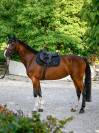 Tapis de selle Glitter Noir - Boss Equestrian - Confort optimal