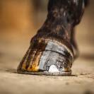 Huile pour sabot Arbre à thé - Carr & Day & Martin - Protection et brillance