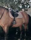 Sella mista Equipe  17" - 2023