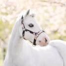 Licol Rebel Flower - Imperial Riding - Polyester satiné