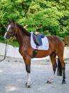 Tapis de selle Upstate DRESSAGE - Tommy Hilfiger - Mémoire de forme