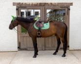 Tapis de Selle Velvet printing - Kentucky - Velours élégant