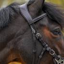 Bridon Hackamore - Collection One Premium - Jump'In - Cuir italien