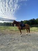Tapis kentucky