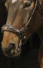 Bridon Hackamore