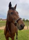 Bridon Hackamore