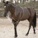 Enrênement corde Canter - Corde en coton tressé