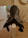 Selle 17.5 mixte 