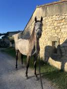 Selle dressage Antares 