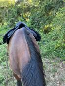 Selle cavalhorse 17pouces arcade interchangeables 