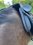 Selle cavalhorse 17pouces arcade interchangeables 