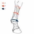 Chaussettes de compression EQUI Compress - Stubben