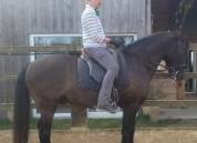 Ludomar Zenit - Selle polyvalente