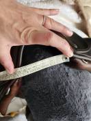 Sella da dressage Childeric  17.5" - 2017