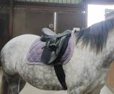 Selle Wintec 500 wide 17,5 pouces