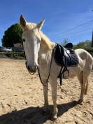 Selle de dressage monoquartier  17,5